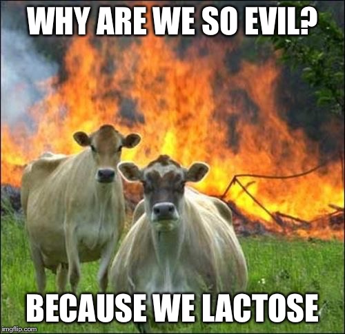 Evil Cows | WHY ARE WE SO EVIL? BECAUSE WE LACTOSE | image tagged in memes,evil cows | made w/ Imgflip meme maker