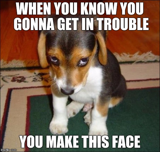 guilty puppy | WHEN YOU KNOW YOU GONNA GET IN TROUBLE; YOU MAKE THIS FACE | image tagged in guilty puppy | made w/ Imgflip meme maker