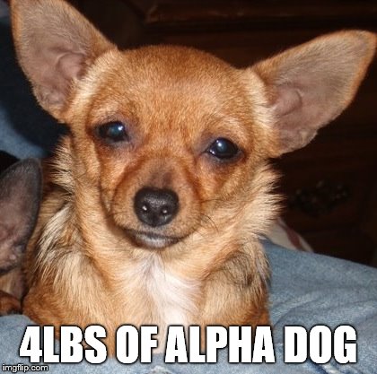 i saw that | 4LBS OF ALPHA DOG | image tagged in i saw that | made w/ Imgflip meme maker