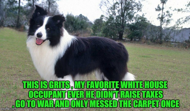 Jimmy Carter's dog , ask for his loyalty and you'll get it | THIS IS GRITS , MY FAVORITE WHITE HOUSE OCCUPANT EVER HE DIDN'T RAISE TAXES , GO TO WAR AND ONLY MESSED THE CARPET ONCE | image tagged in dog,president,pets | made w/ Imgflip meme maker