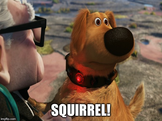 SQUIRREL! | made w/ Imgflip meme maker