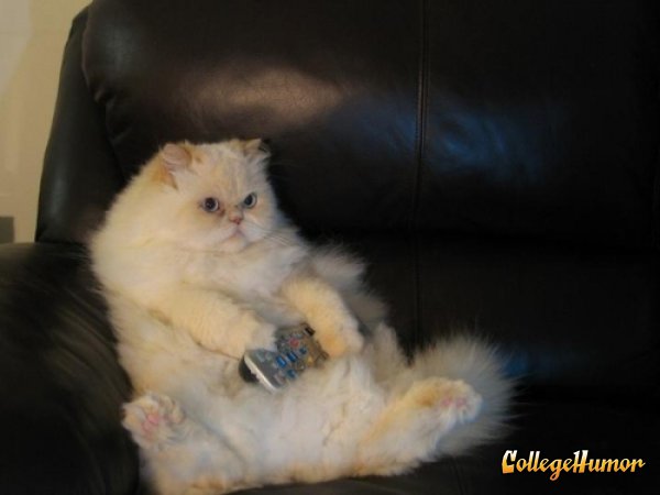 Fat Cat Watching TV Black Couch Blank Meme Template