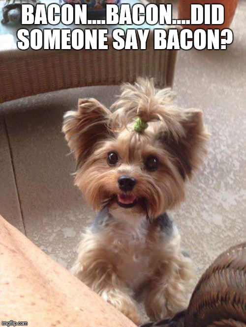 Bacon | BACON....BACON....DID SOMEONE SAY BACON? | image tagged in dog | made w/ Imgflip meme maker