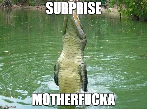 Crocodile | SURPRISE; MOTHERFUCKA | image tagged in crocodile | made w/ Imgflip meme maker