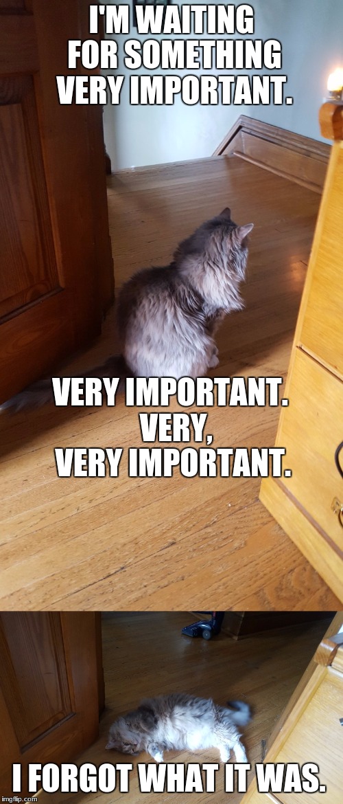 Ember is Expectant | I'M WAITING FOR SOMETHING VERY IMPORTANT. VERY IMPORTANT. 
VERY, VERY IMPORTANT. I FORGOT WHAT IT WAS. | image tagged in cats,funny cats,fluffy cat,cute cat,waiting,forgetful | made w/ Imgflip meme maker