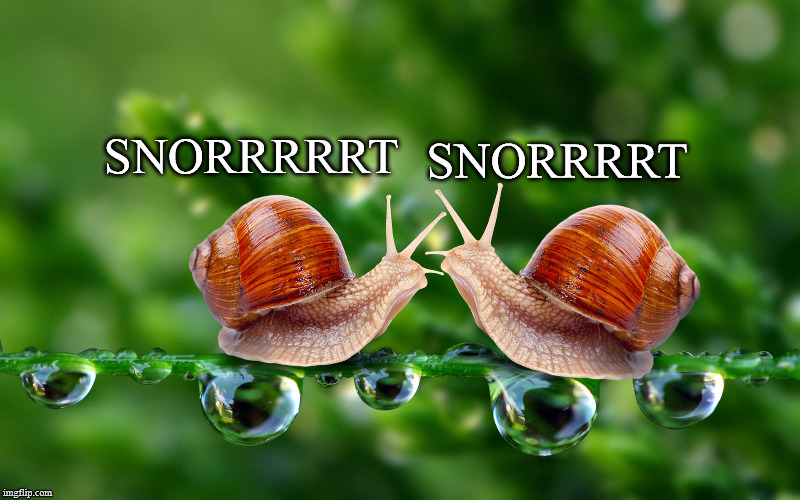 Snails | SNORRRRRT; SNORRRRT | image tagged in snails | made w/ Imgflip meme maker