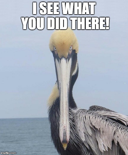 I see what you did there | I SEE WHAT YOU DID THERE! | image tagged in i see what you did there,pelican,funny pelican | made w/ Imgflip meme maker