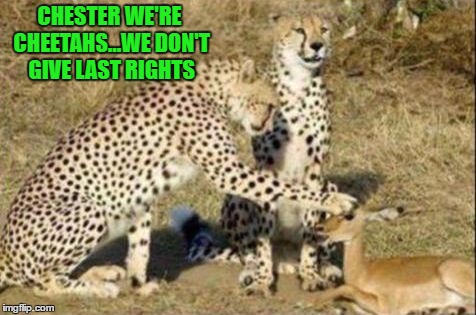 Nothing wrong with a little prayer before your meal. |  CHESTER WE'RE CHEETAHS...WE DON'T GIVE LAST RIGHTS | image tagged in cheetahs,memes,cats,funny,animals,last rites | made w/ Imgflip meme maker