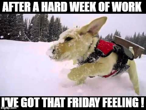 Friday Feeling  | AFTER A HARD WEEK OF WORK; I'VE GOT THAT FRIDAY FEELING ! | image tagged in friday feeling,dogs,snow patrol | made w/ Imgflip meme maker