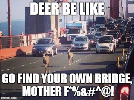 Oh Deer.... | DEER BE LIKE; GO FIND YOUR OWN BRIDGE, MOTHER F*%&#^@! | image tagged in deer cross sf bridge,memes,animals | made w/ Imgflip meme maker