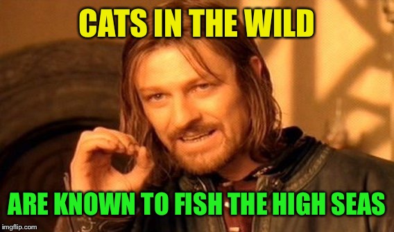 One Does Not Simply Meme | CATS IN THE WILD ARE KNOWN TO FISH THE HIGH SEAS | image tagged in memes,one does not simply | made w/ Imgflip meme maker