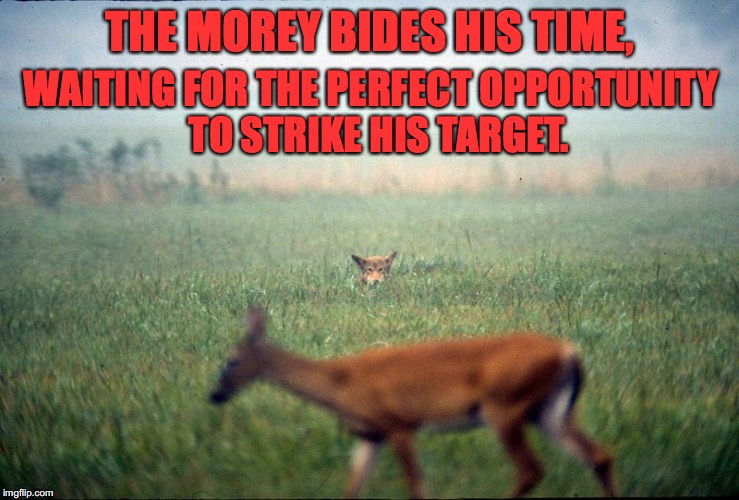 THE MOREY BIDES HIS TIME, WAITING FOR THE PERFECT OPPORTUNITY 
TO STRIKE HIS TARGET. | made w/ Imgflip meme maker