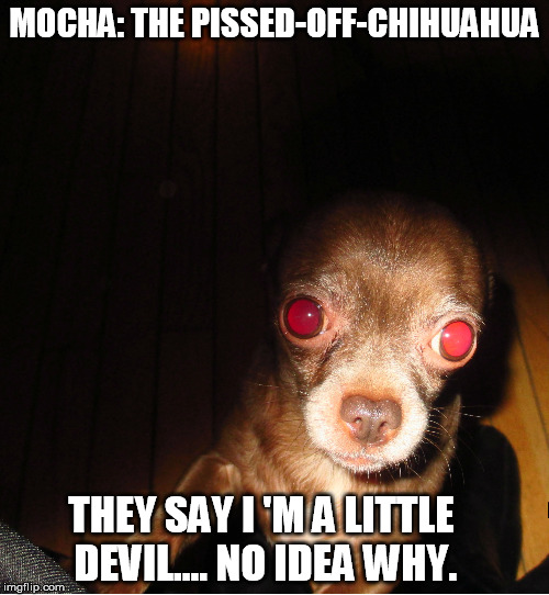 Mocha: The Pissed-Off-Off Chihuahua | MOCHA: THE PISSED-OFF-CHIHUAHUA; THEY SAY I 'M A LITTLE DEVIL.... NO IDEA WHY. | image tagged in funny chihuahua,funny memes,funny dogs,dogs,chihuahua,mocha the pissed-off-chihuahua | made w/ Imgflip meme maker