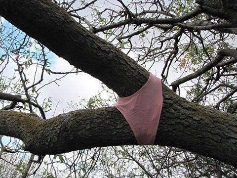 Tree Crotch Panty Blank Meme Template