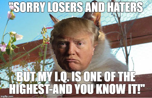 Trumpy Cat I.Q. | "SORRY LOSERS AND HATERS; BUT MY I.Q. IS ONE OF THE HIGHEST-AND YOU KNOW IT!" | image tagged in trumpy trump | made w/ Imgflip meme maker