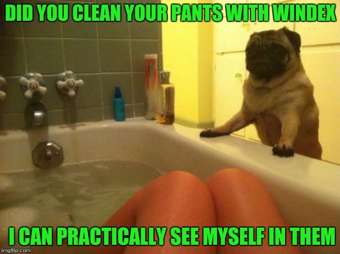 Bad Pick Up Line Dog | DID YOU CLEAN YOUR PANTS WITH WINDEX; I CAN PRACTICALLY SEE MYSELF IN THEM | image tagged in memes,funny,pick up lines,bad pick up line dog | made w/ Imgflip meme maker