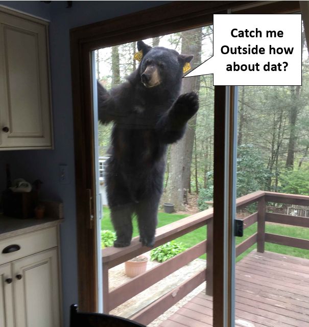 Catch Me Outside Bear Blank Meme Template