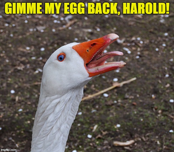 GIMME MY EGG BACK, HAROLD! | made w/ Imgflip meme maker