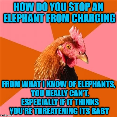 Anti Joke Chicken Meme | HOW DO YOU STOP AN ELEPHANT FROM CHARGING; FROM WHAT I KNOW OF ELEPHANTS,  YOU REALLY CAN'T.  ESPECIALLY IF IT THINKS YOU'RE THREATENING ITS BABY | image tagged in memes,anti joke chicken | made w/ Imgflip meme maker