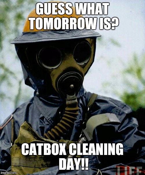 Good Friday for the masses... | GUESS WHAT TOMORROW IS? CATBOX CLEANING DAY!! | image tagged in memes,cats,stinky,poop | made w/ Imgflip meme maker
