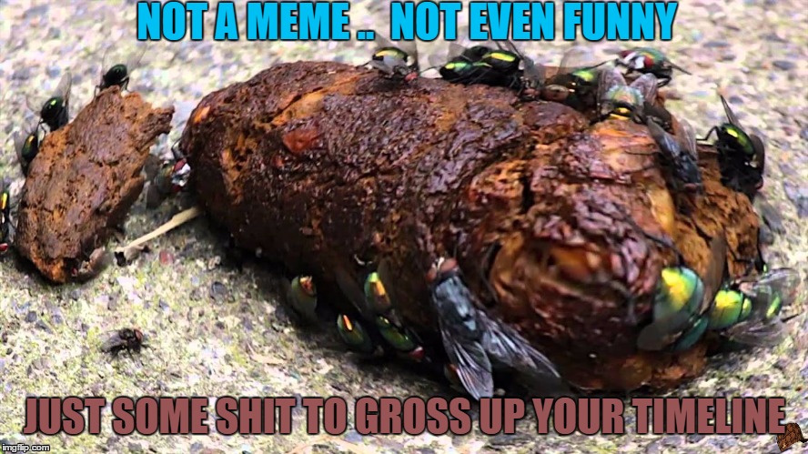 shit  | NOT A MEME ..  NOT EVEN FUNNY; JUST SOME SHIT TO GROSS UP YOUR TIMELINE | image tagged in shit,grossed out | made w/ Imgflip meme maker