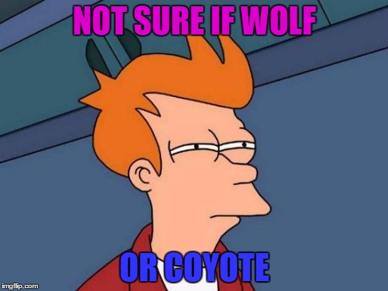 Futurama Fry Meme | NOT SURE IF WOLF; OR COYOTE | image tagged in memes,futurama fry | made w/ Imgflip meme maker