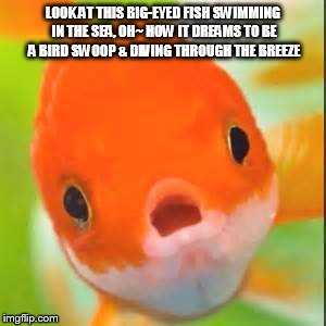 DMB Big Eyed Fish | LOOK AT THIS BIG-EYED FISH SWIMMING IN THE SEA, OH~ HOW IT DREAMS TO BE A BIRD SWOOP & DIVING THROUGH THE BREEZE | image tagged in dmb,dave matthews band,big eyed fish,look at this big-eyed fish swimming in the sea | made w/ Imgflip meme maker