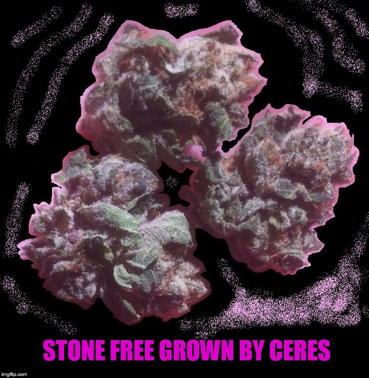 STONE FREE GROWN BY CERES | made w/ Imgflip meme maker