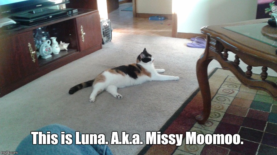 This is Luna. A.k.a. Missy Moomoo. | made w/ Imgflip meme maker