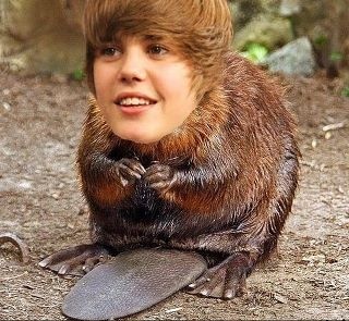 High Quality Bieber beaver Blank Meme Template