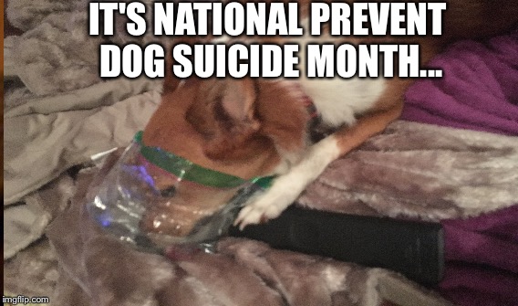 IT'S NATIONAL PREVENT DOG SUICIDE MONTH... | image tagged in dark humor | made w/ Imgflip meme maker