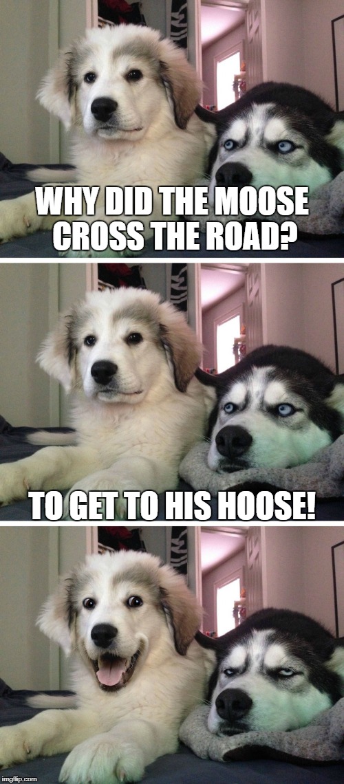 Bad pun dogs | WHY DID THE MOOSE CROSS THE ROAD? TO GET TO HIS HOOSE! | image tagged in bad pun dogs | made w/ Imgflip meme maker