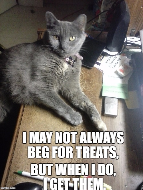 I MAY NOT ALWAYS BEG FOR TREATS, BUT WHEN I DO, I GET THEM. | image tagged in cat | made w/ Imgflip meme maker