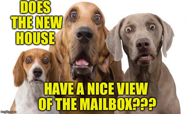 Dogs Surprised |  DOES THE NEW HOUSE; HAVE A NICE VIEW OF THE MAILBOX??? | image tagged in dogs surprised | made w/ Imgflip meme maker