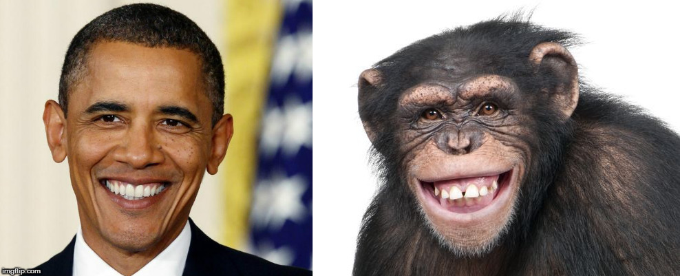 image tagged in kedar joshi,barack obama,chimpanzee,chimp,lookalike | made w/ Imgflip meme maker