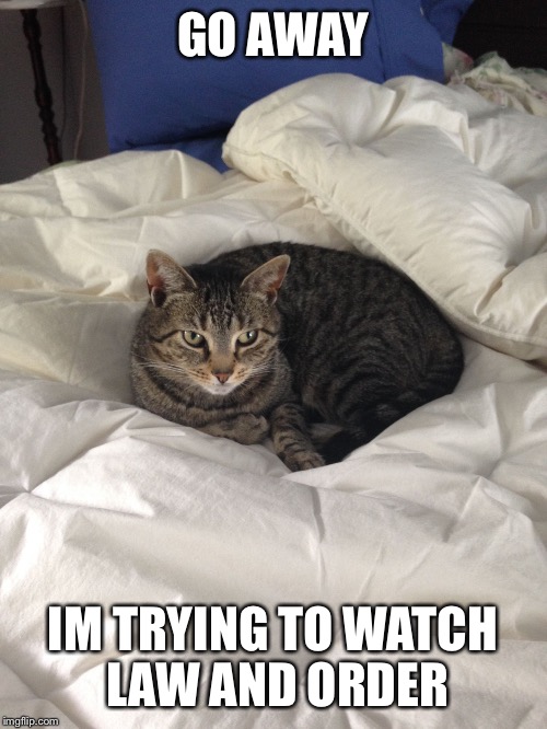 GO AWAY; IM TRYING TO WATCH LAW AND ORDER | image tagged in glued to tv cat | made w/ Imgflip meme maker