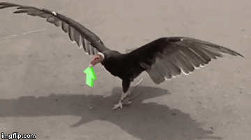 image tagged in gifs | made w/ Imgflip video-to-gif maker