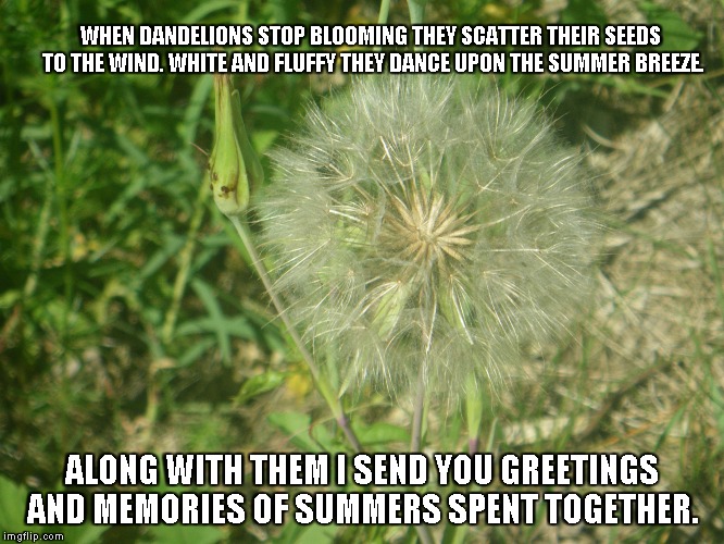 Dandelions | WHEN DANDELIONS STOP BLOOMING THEY SCATTER THEIR SEEDS TO THE WIND. WHITE AND FLUFFY THEY DANCE UPON THE SUMMER BREEZE. ALONG WITH THEM I SEND YOU GREETINGS AND MEMORIES OF SUMMERS SPENT TOGETHER. | image tagged in dandelions,summer,memories | made w/ Imgflip meme maker