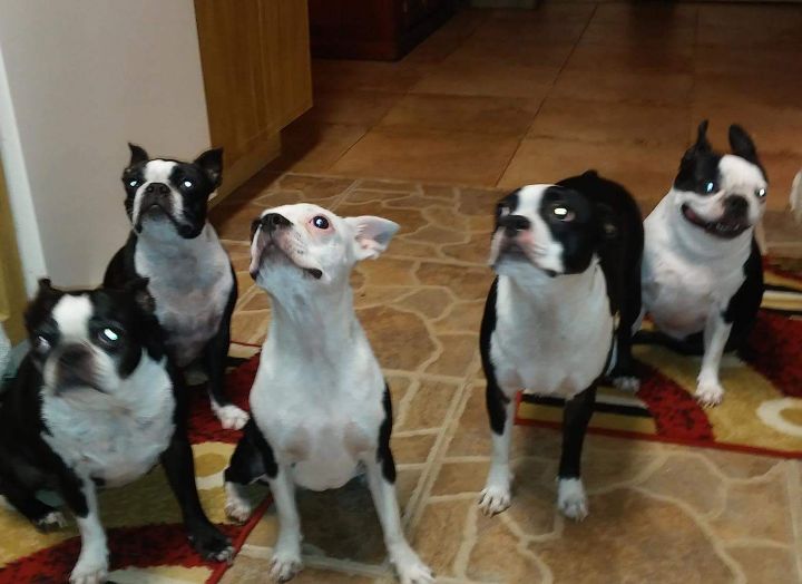 Beautiful Group of Boston Terriers Blank Meme Template