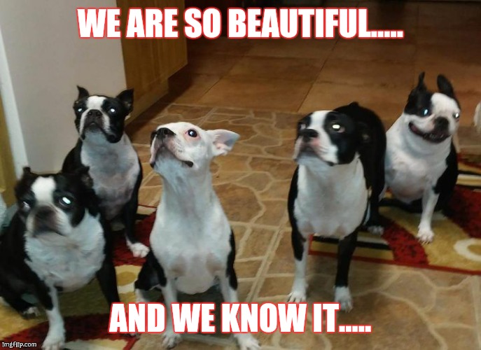 Beautiful Group of Boston Terriers | WE ARE SO BEAUTIFUL..... AND WE KNOW IT..... | image tagged in beautiful group of boston terriers | made w/ Imgflip meme maker