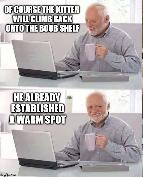 OF COURSE THE KITTEN WILL CLIMB BACK ONTO THE BOOB SHELF HE ALREADY ESTABLISHED A WARM SPOT | made w/ Imgflip meme maker
