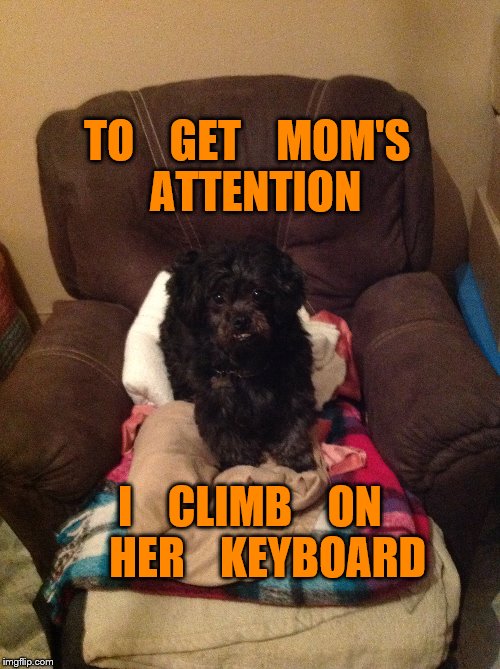 center of attention | TO    GET    MOM'S     ATTENTION; I    CLIMB    ON      HER    KEYBOARD | image tagged in dogs | made w/ Imgflip meme maker
