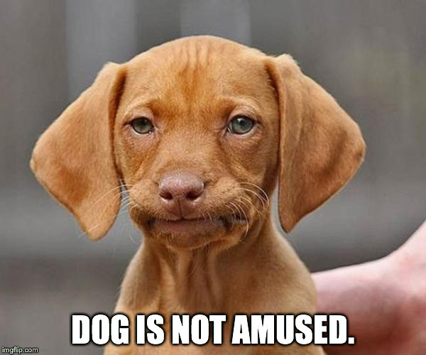 DOG IS NOT AMUSED. | image tagged in dog | made w/ Imgflip meme maker