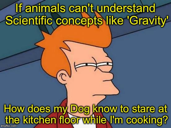 Futurama Fry Meme | If animals can't understand Scientific concepts like 'Gravity'; How does my Dog know to stare at the kitchen floor while I'm cooking? | image tagged in memes,futurama fry | made w/ Imgflip meme maker