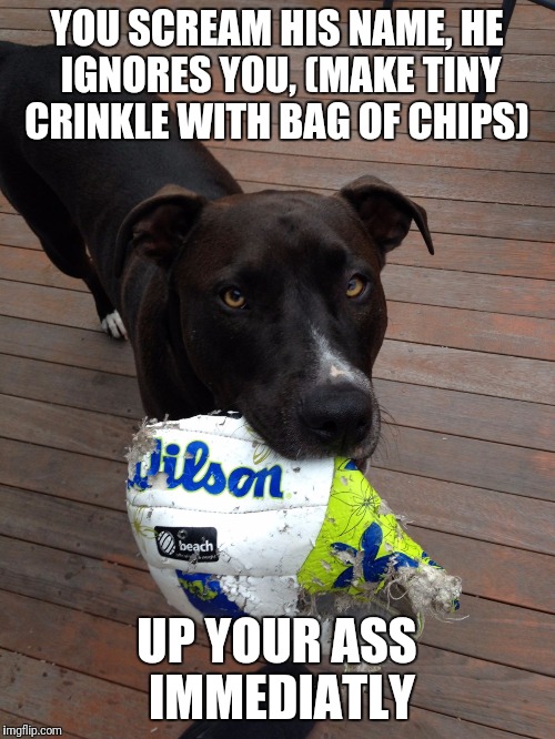 scumbag dog | YOU SCREAM HIS NAME, HE IGNORES YOU, (MAKE TINY CRINKLE WITH BAG OF CHIPS); UP YOUR ASS IMMEDIATLY | image tagged in scumbag dog | made w/ Imgflip meme maker