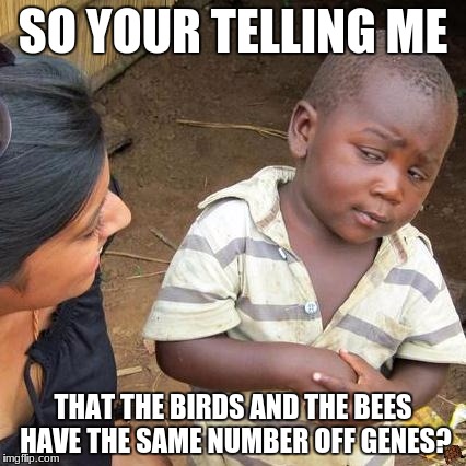 Third World Skeptical Kid Meme | SO YOUR TELLING ME; THAT THE BIRDS AND THE BEES HAVE THE SAME NUMBER OFF GENES? | image tagged in memes,third world skeptical kid,scumbag | made w/ Imgflip meme maker