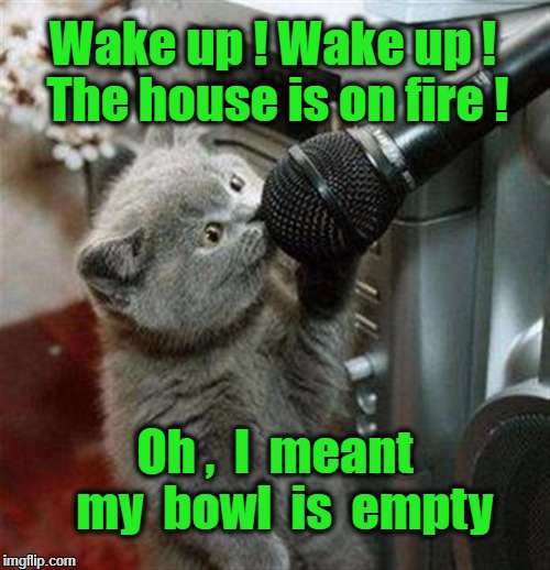 Cat microphone | Wake up ! Wake up ! The house is on fire ! Oh ,  I  meant  my  bowl  is  empty | image tagged in cat microphone | made w/ Imgflip meme maker