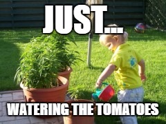 Just watering the tomatoes | JUST... WATERING THE TOMATOES | image tagged in marijuana | made w/ Imgflip meme maker