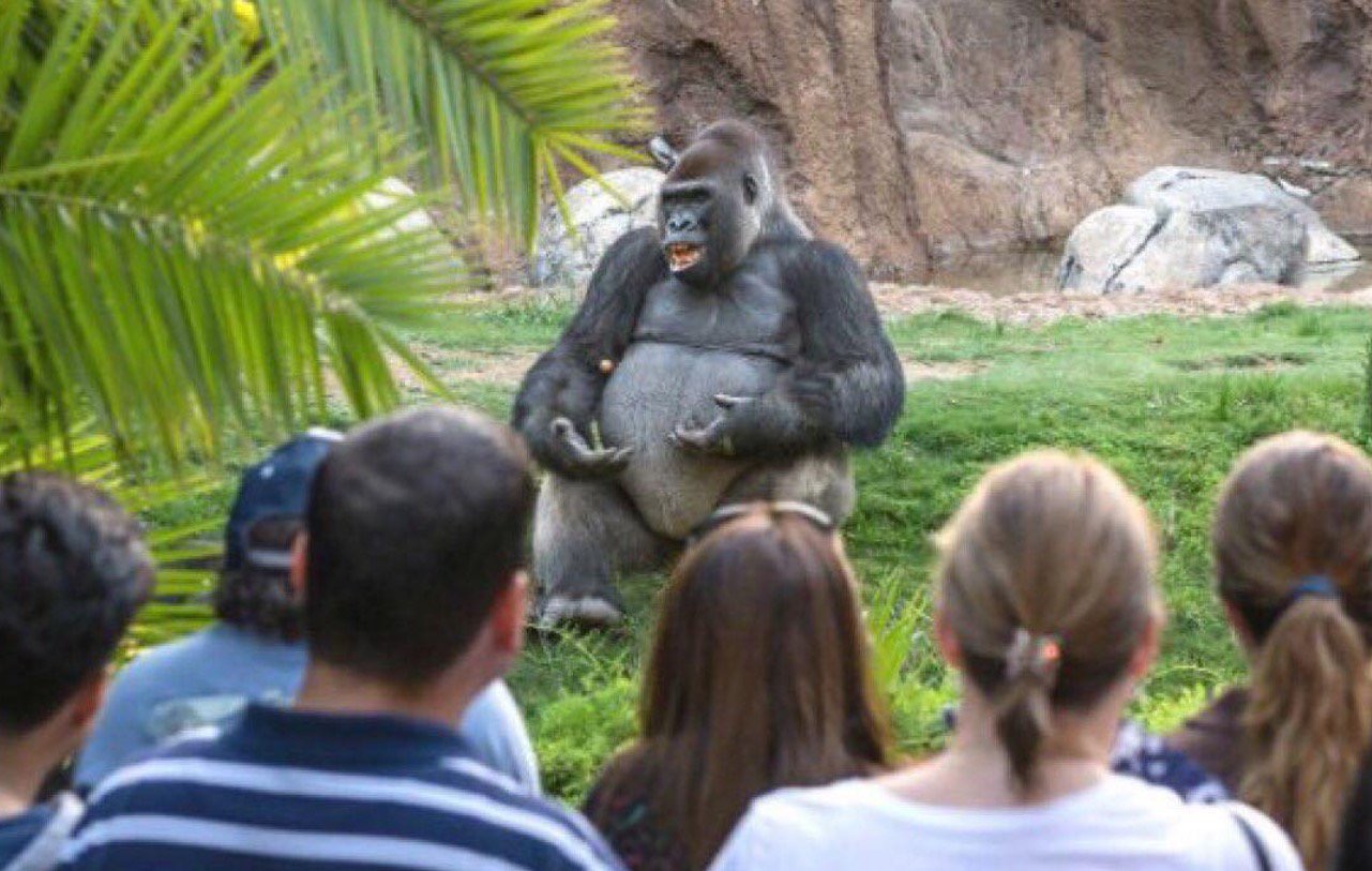 High Quality Gorilla lecture Blank Meme Template
