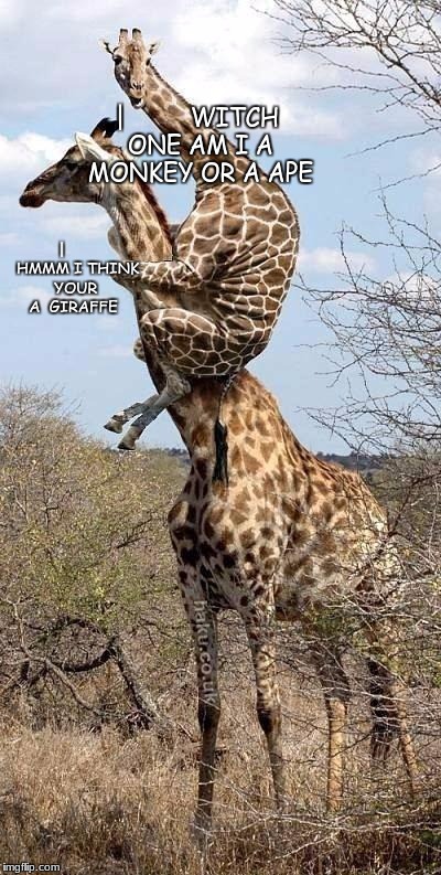 well from the looks of it the bottom one is a pig d: (piggy back ride) | |
        WITCH ONE AM I A MONKEY OR A APE; |      
HMMM I THINK YOUR A  GIRAFFE | image tagged in funny giraffe | made w/ Imgflip meme maker